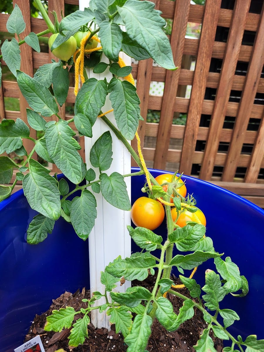 Balcony vegetable garden with tomatoes, lettuce, peppers, and cucumbers growing in containers