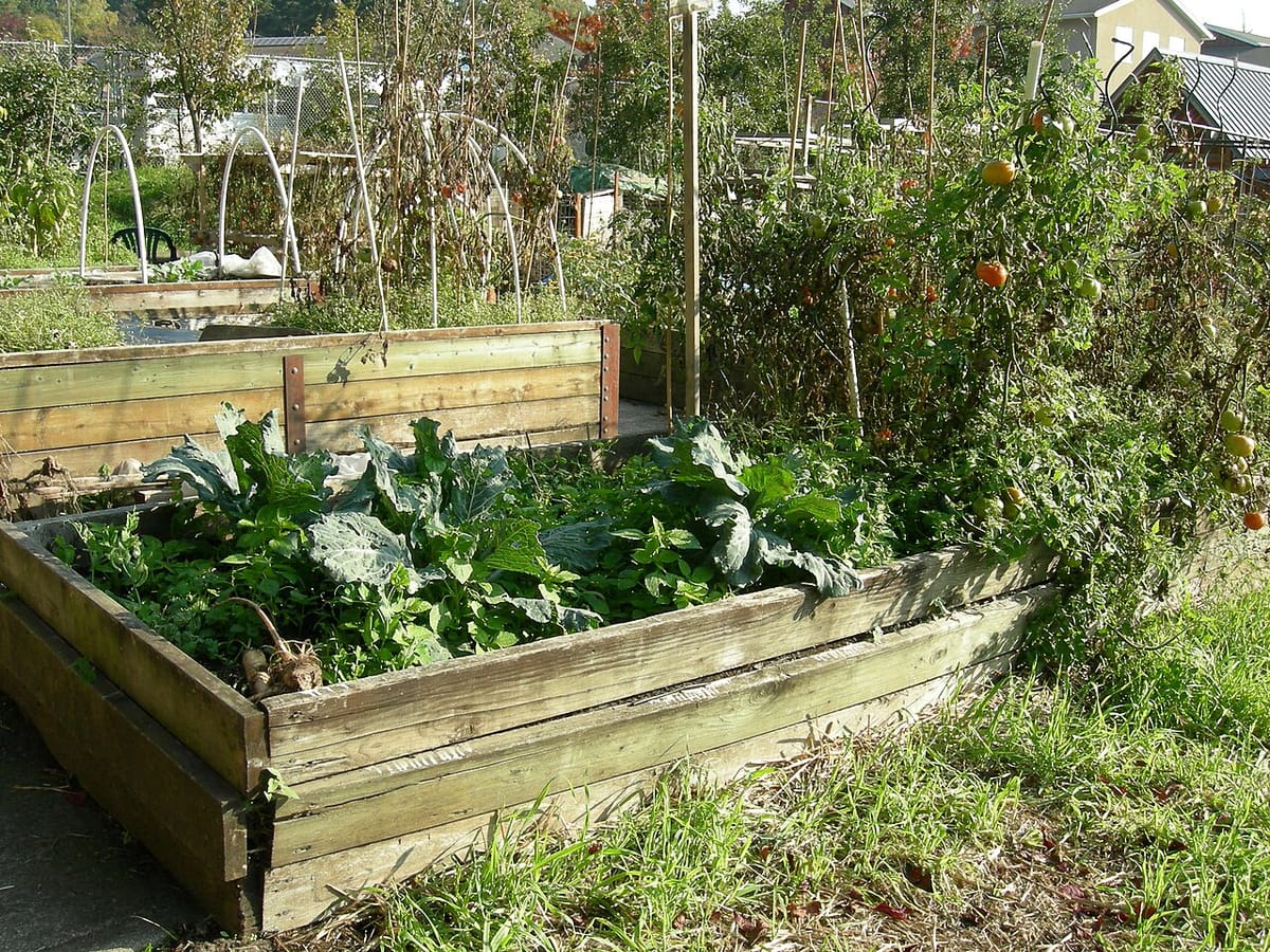 Four raised garden beds arranged for crop rotation with different vegetable families