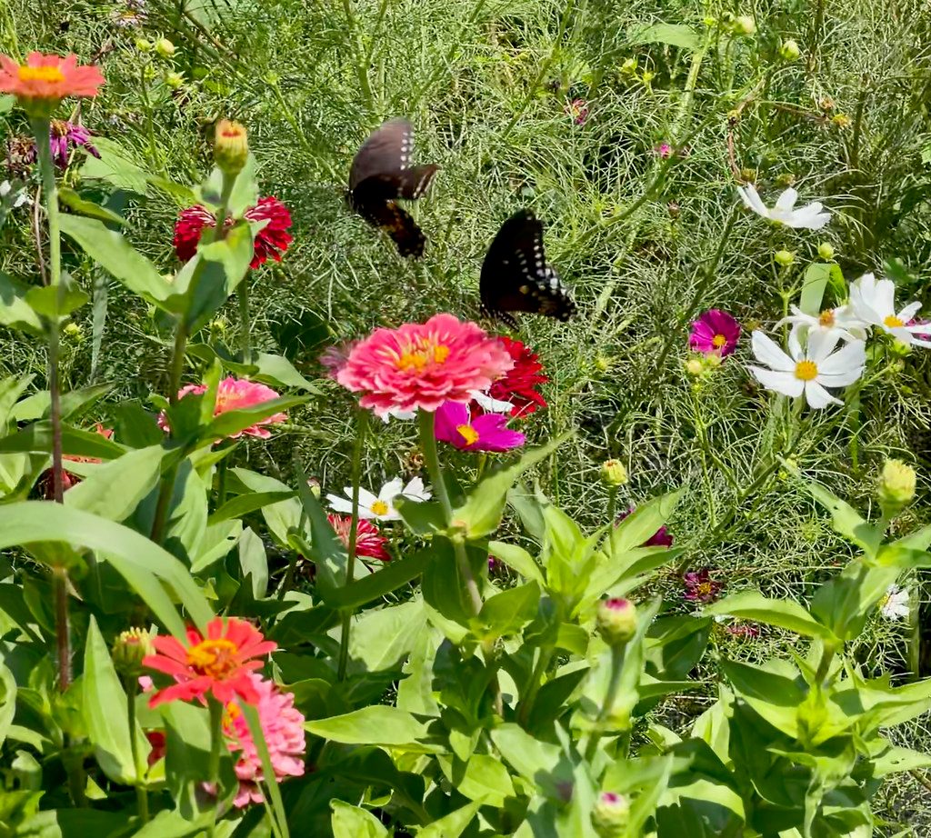 Basket of freshly cut zinnias, cosmos, and dahlias from a home cutting garden