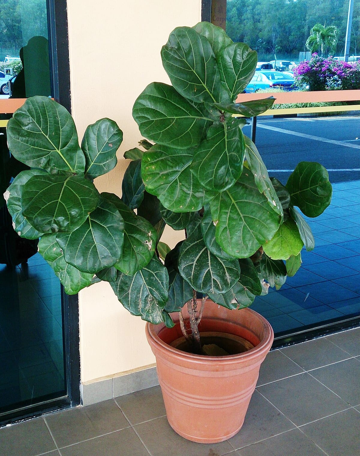 Healthy fiddle leaf fig with large glossy leaves in a bright, draft-free corner