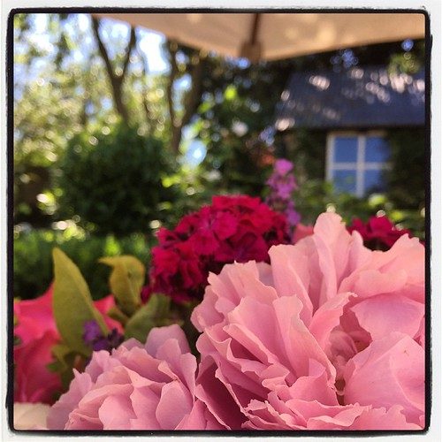 Hand deadheading a spent zinnia flower with pruning snips, new buds visible nearby