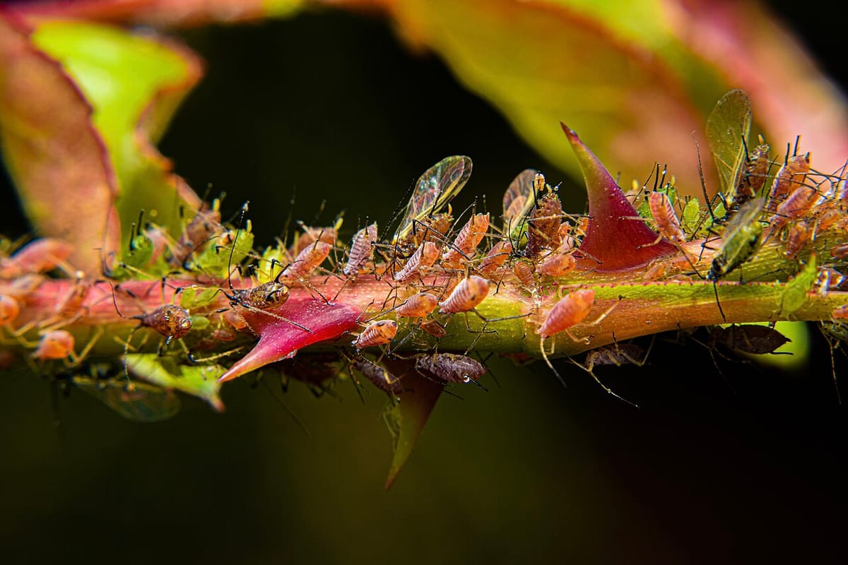 Cluster of green aphids on a rose stem with a ladybug approaching