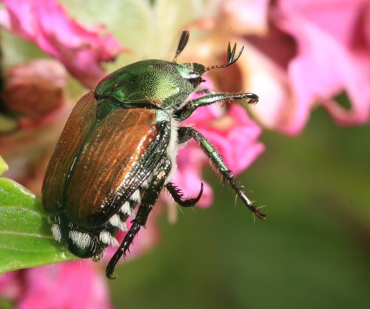 Cluster of Japanese beetles feeding on a skeletonized rose leaf
