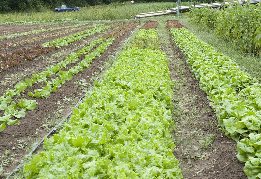 Rows of young lettuce plants growing in garden soil