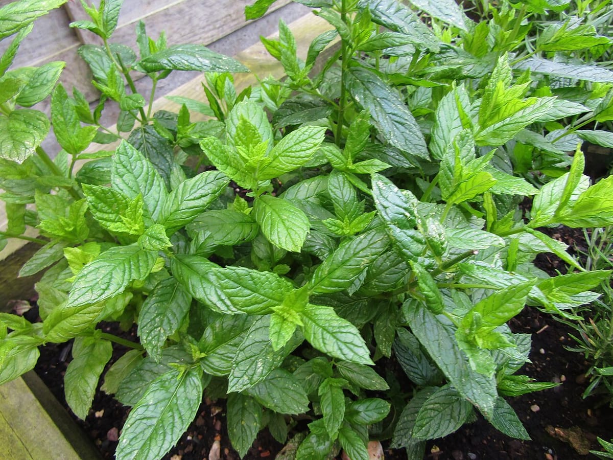 Mint plant contained in a large terracotta pot on a patio, separate from garden beds