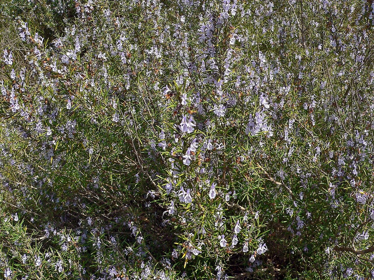 Rosemary shrub growing in a terracotta pot against a brick wall with cut sprigs beside it