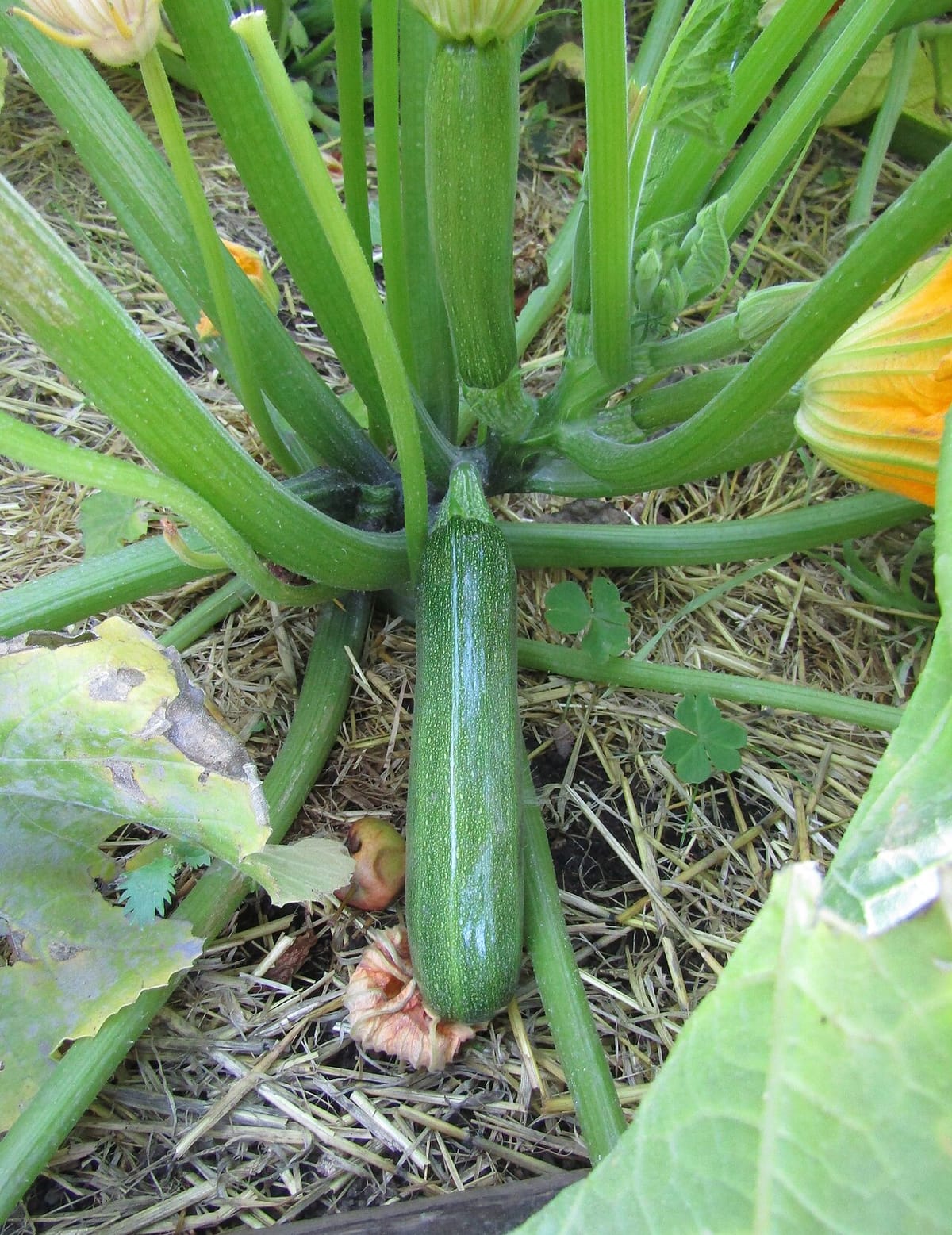 Zucchini plant with developing fruit and an open yellow flower in a vegetable garden