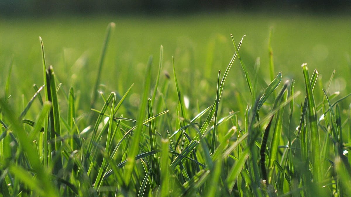 Hand spreading grass seed over a thin, raked patch of lawn