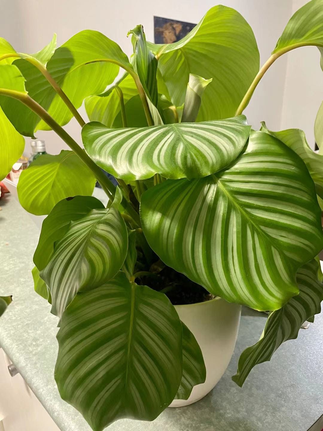 Pothos, ZZ plant, and snake plant thriving in a dim corner of a living room