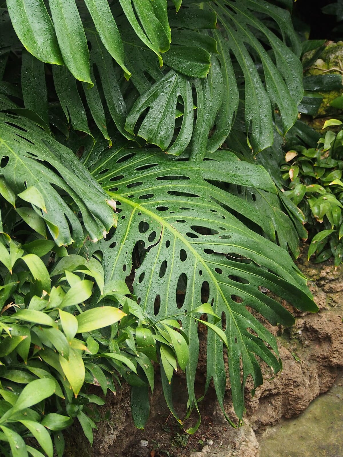 Monstera deliciosa plant climbing a moss pole with large split leaves