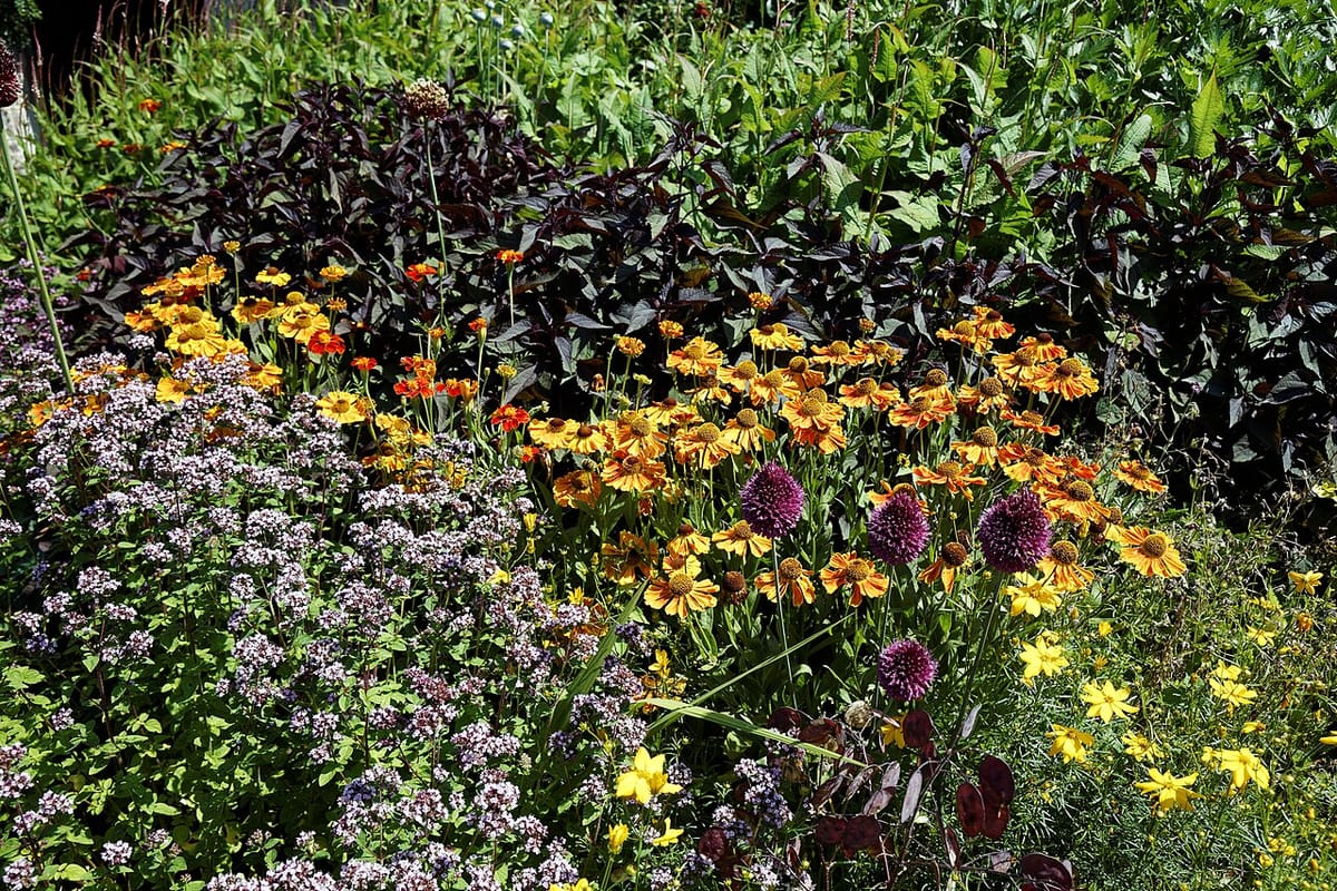 Perennial garden border with catmint, coreopsis, and black-eyed Susan blooming together in late summer