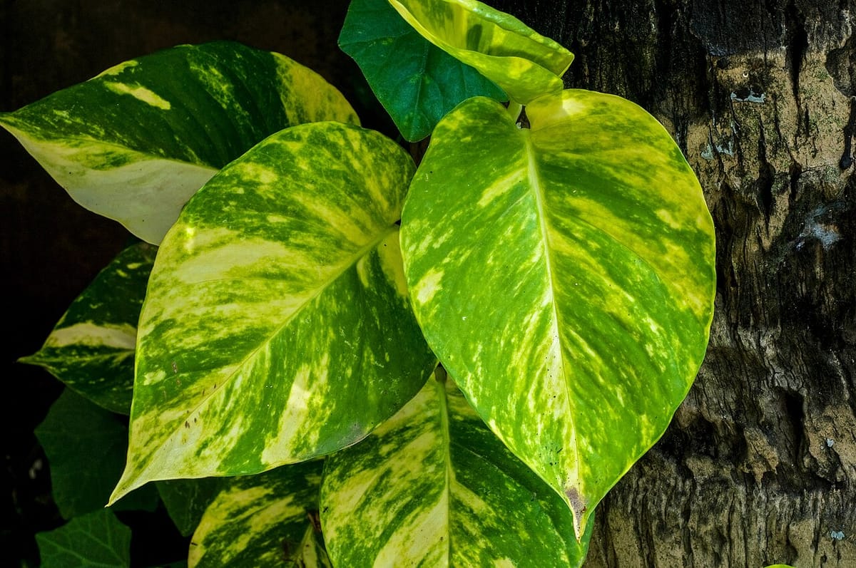 Golden pothos trailing from a shelf with rooted cuttings in a glass of water below