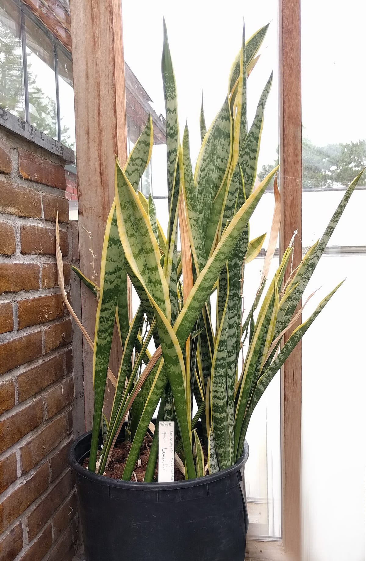 Healthy snake plant with tall banded leaves in a terracotta pot near a window