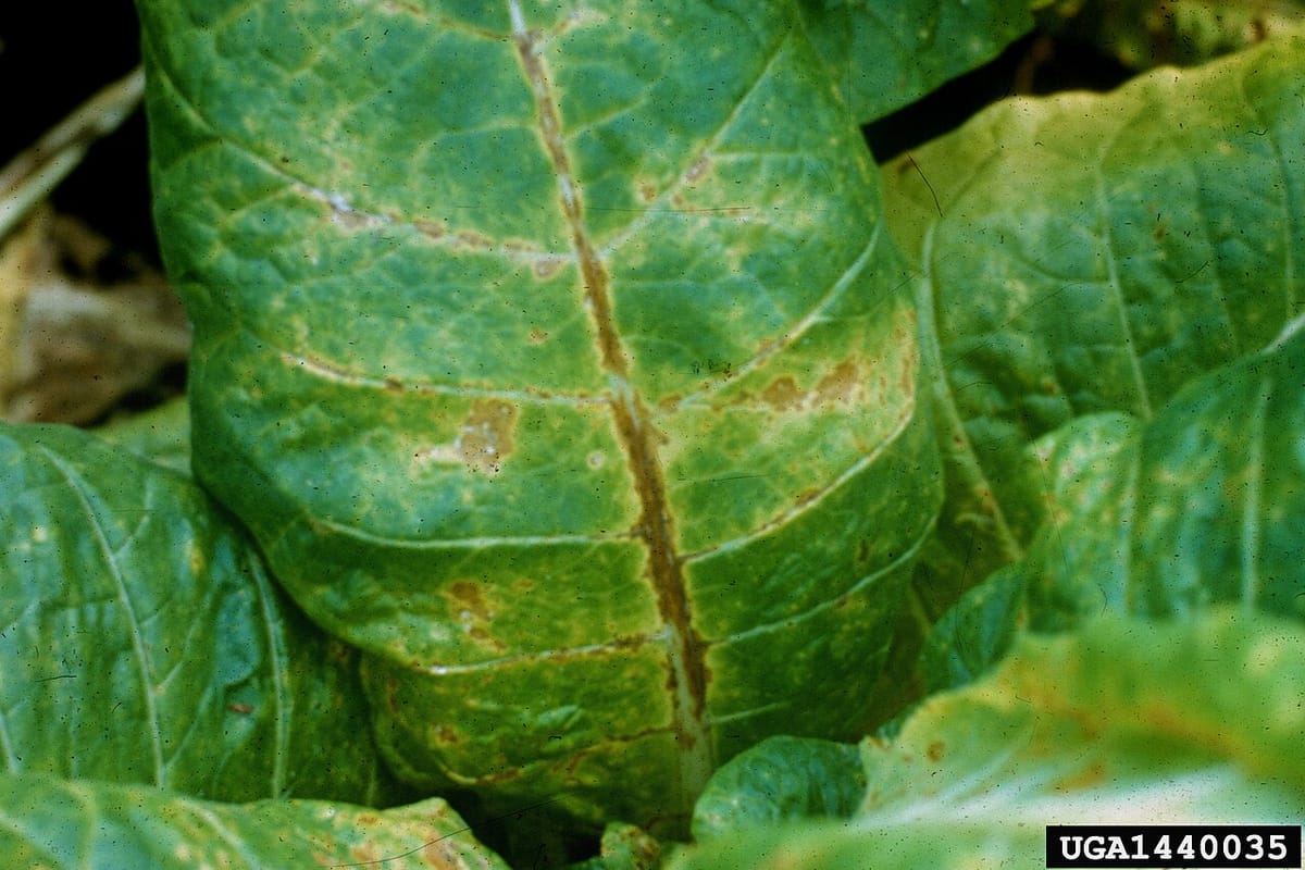 Houseplant leaf turning yellow while surrounding leaves remain healthy green